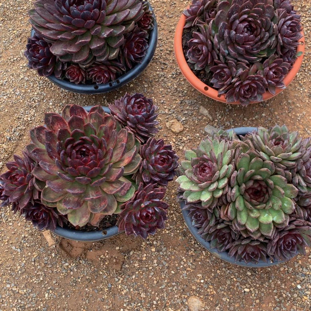 *****杂交11111111111111111