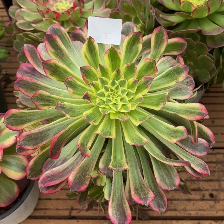 云南天合好看2号拍拍拍