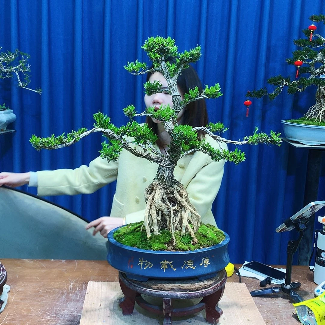 黄杨盆景一物一拍粤****锁