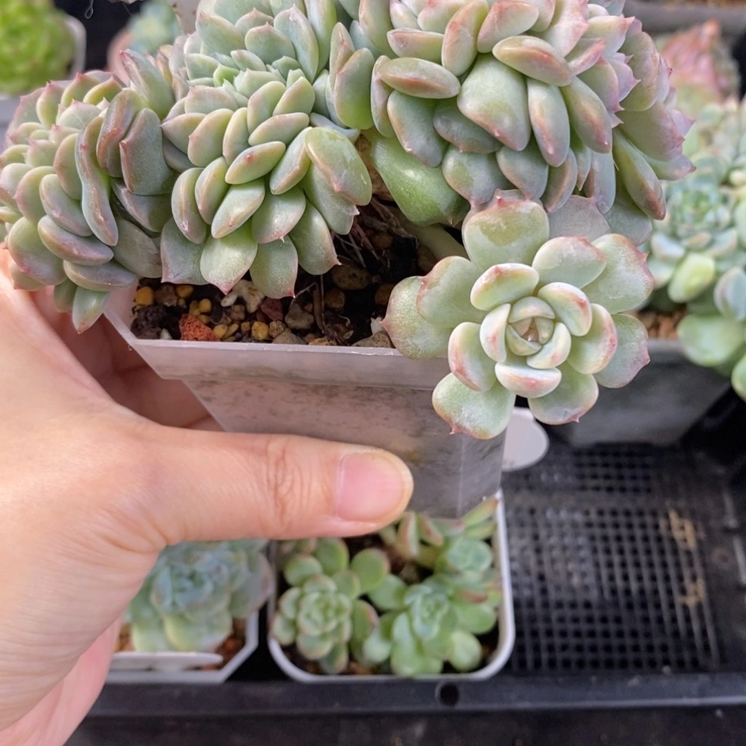 紫粉色溏心小树77号