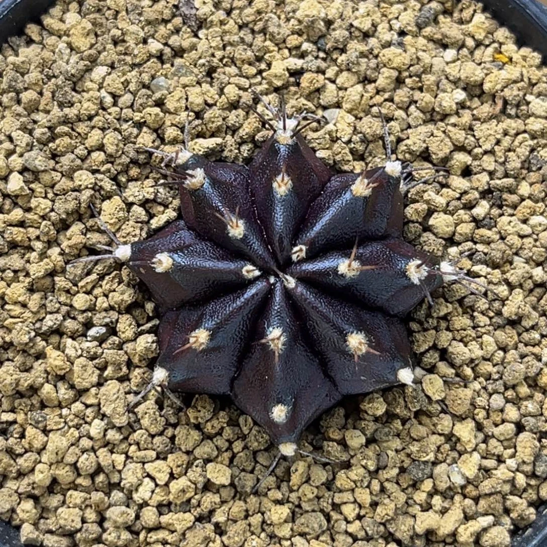 黑寡妇 米哈仙人球