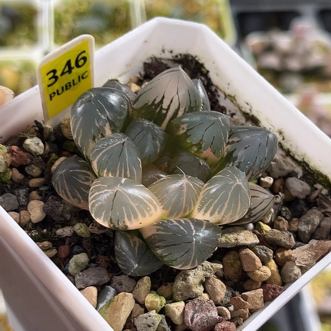 346om玉露锦福利福利