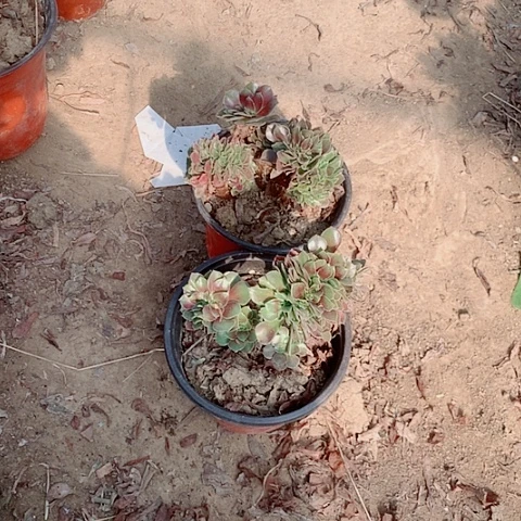 宝***谷绍修玫瑰缀多肉植物法师56