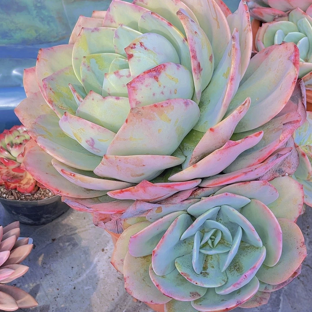 拈****血凤000000000000