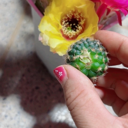 下9丽花黄花黑猴歪无根侧芽2一3公分左右20包邮