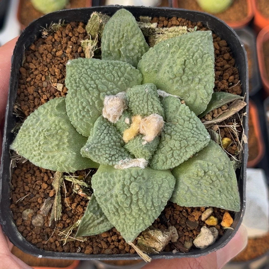 实生龟甲怒涛牡丹带盆带土