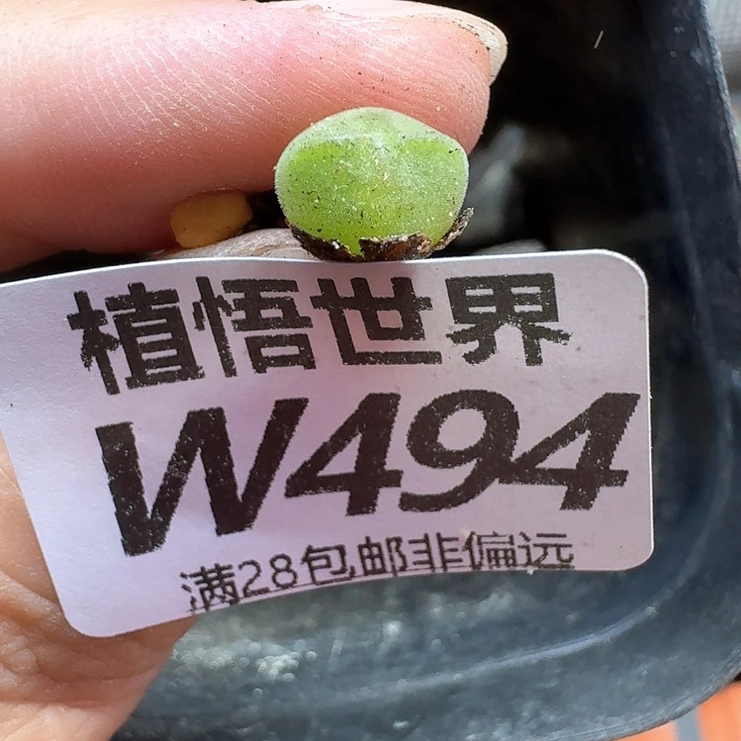 多肉植物的润泽无法h