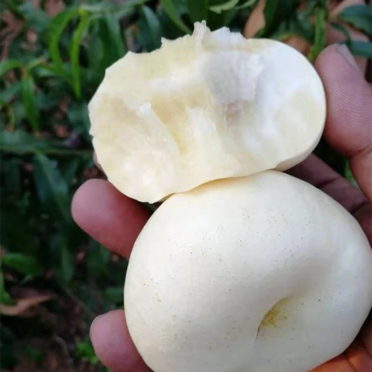 奶油白蟠天外之星蟠桃嫁接桃树苗盆栽地栽南方北方种植耐寒耐旱