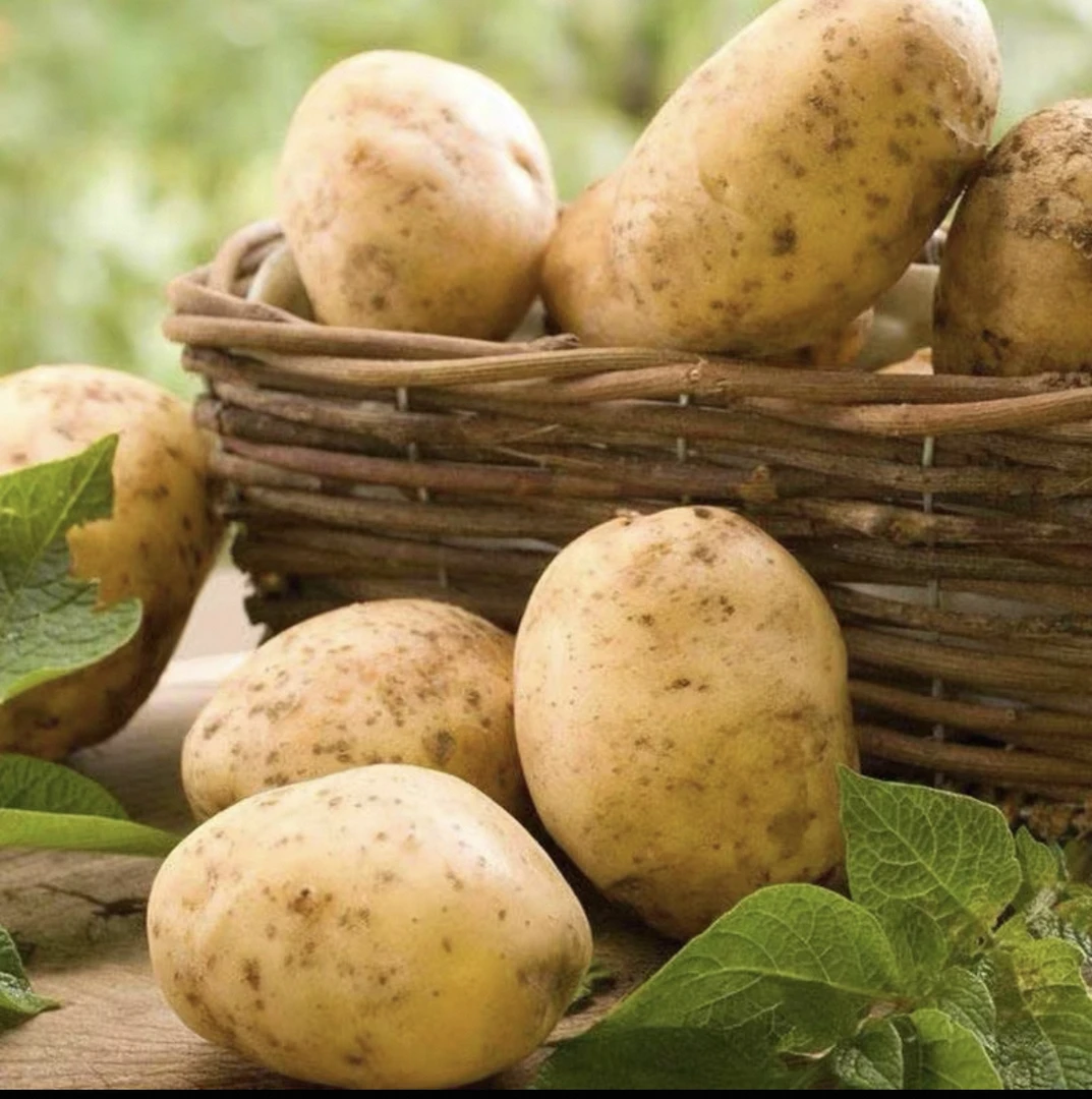 云南农家露天黄皮土豆软糯香甜洋芋马铃薯现挖农家蔬菜