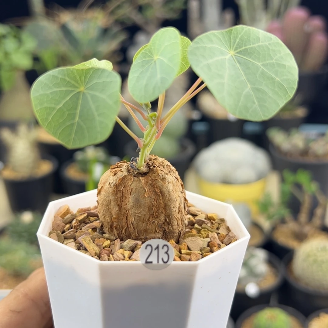 冰蓝龟一物一拍，，，，