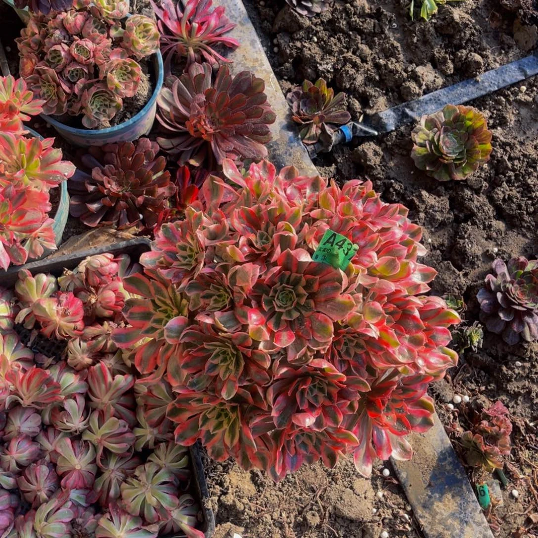 女妖法师朵朵5-2¥¥¥