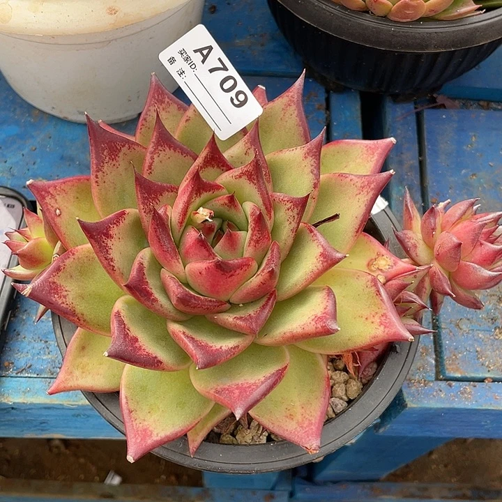 若如东云单拍A709