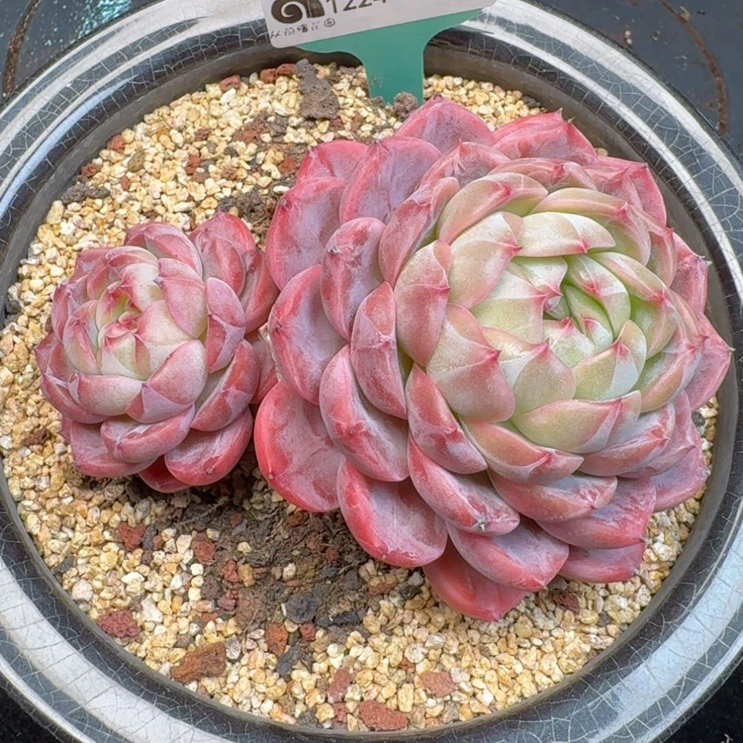 从前慢多肉精选编号1224.352