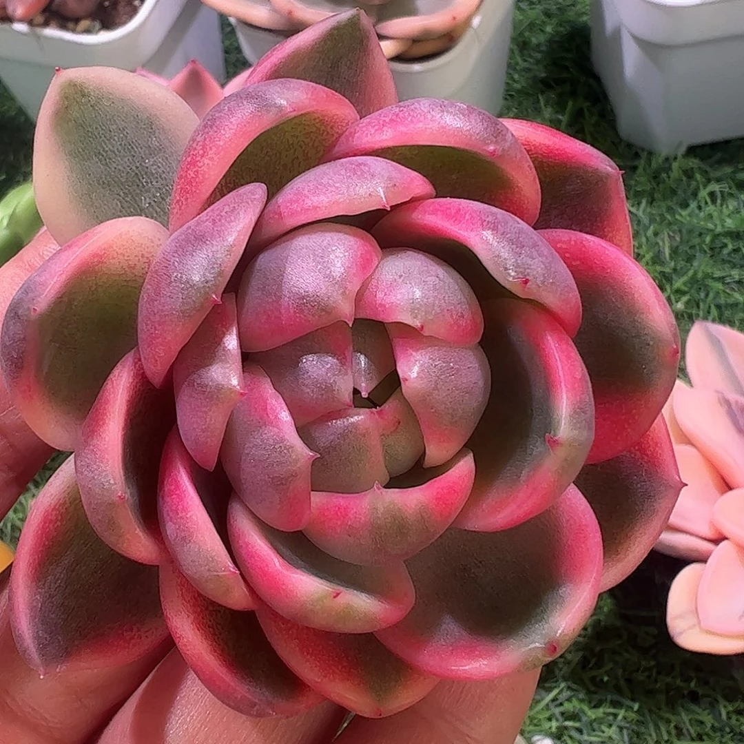 紫水晶多肉植物锦