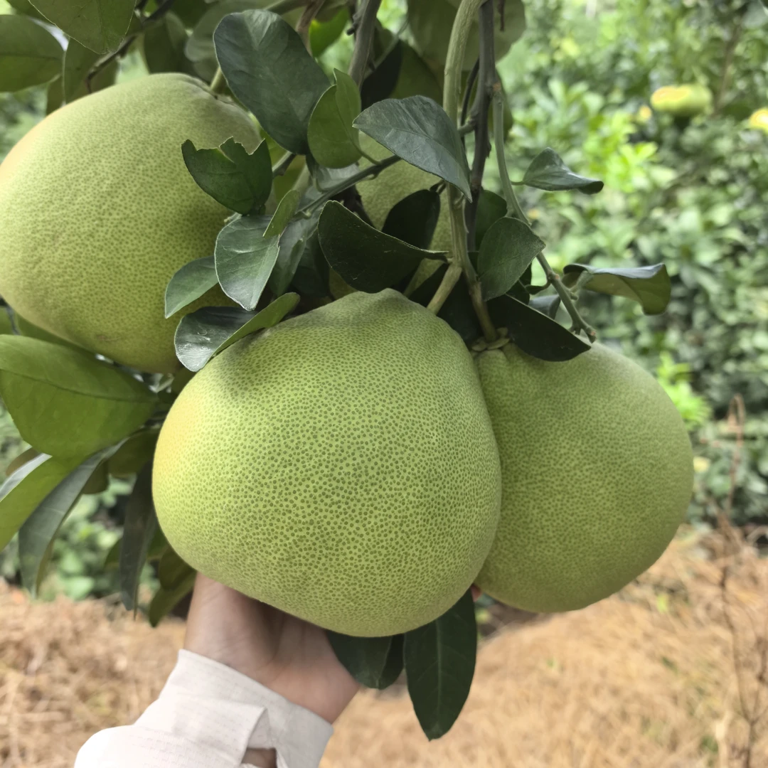 福建仙游度尾红心文旦柚新鲜应季水果有孔没有售后