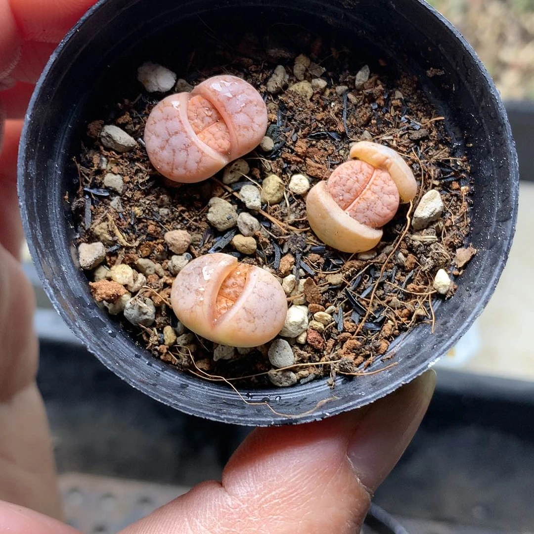 D258多肉植物保护研究所