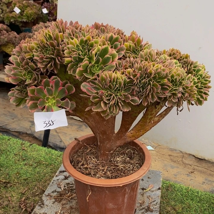 完全开放335号女神缀化颗多肉