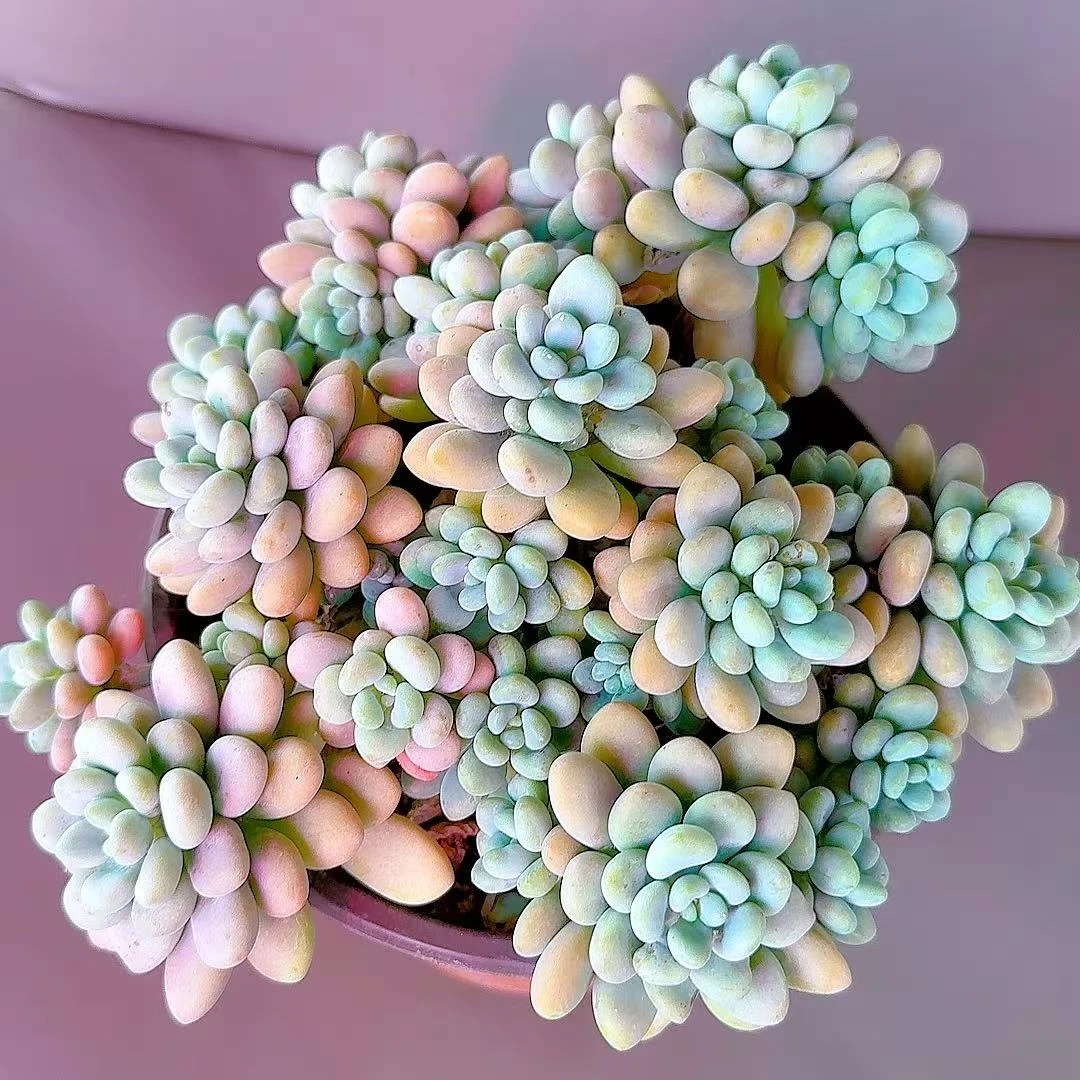 米淇家 精品鱼子酱多肉植物带盆发