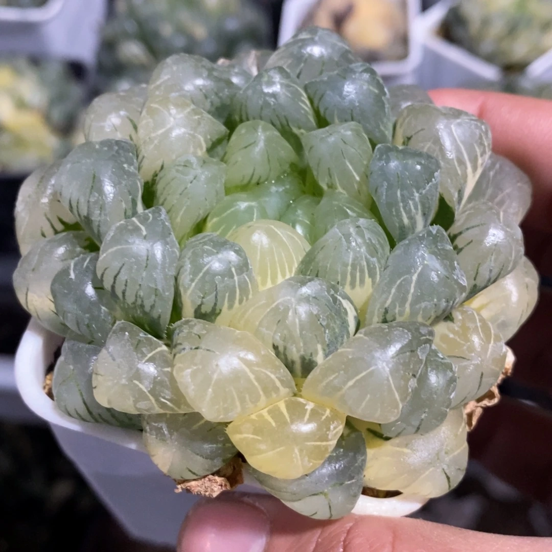 一颗湖水玉露锦 开播福利