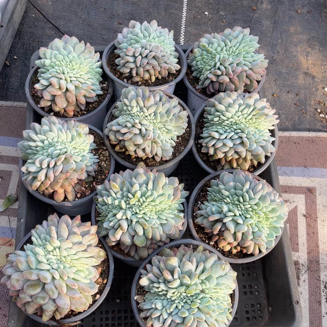 10颗258元1111444525522