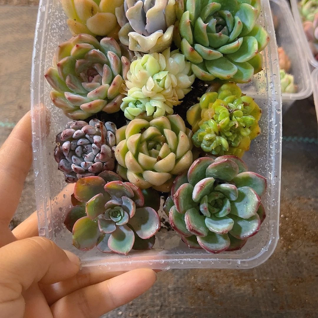869，拼盘，带盆带土发货