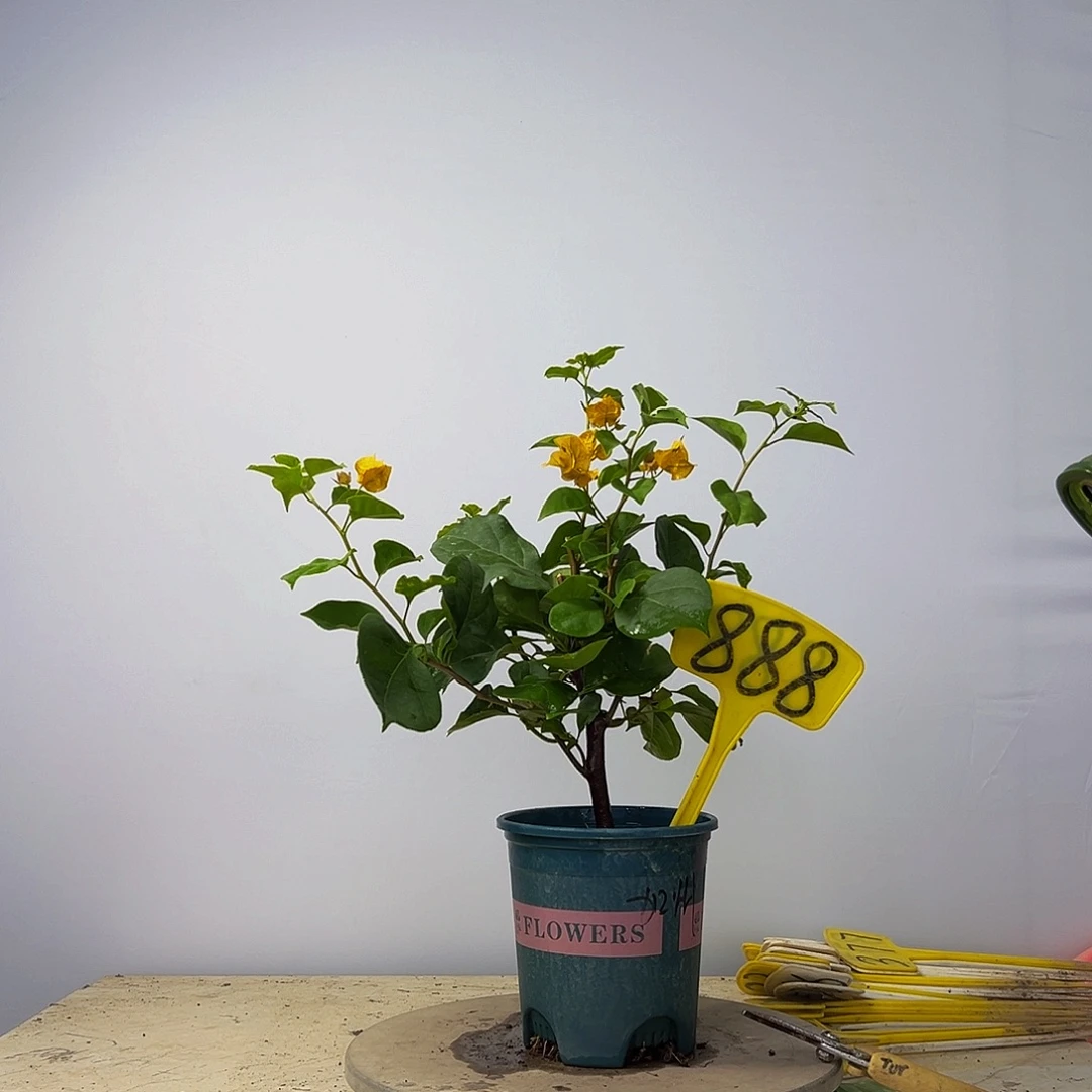 当前无花栽培后可以开花加州黄金  888