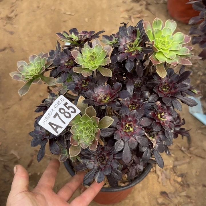 水墨丹青……多肉植物……