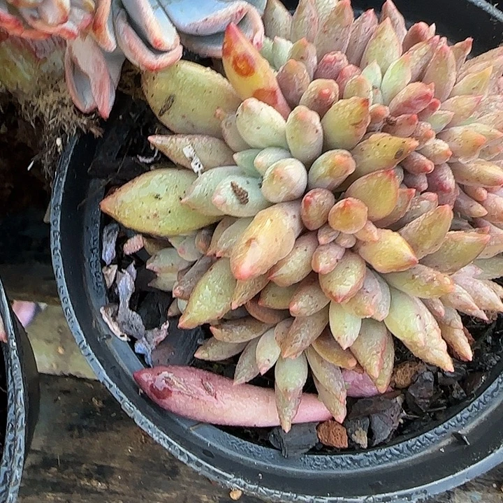青蛙王子儿童牙膏套装。