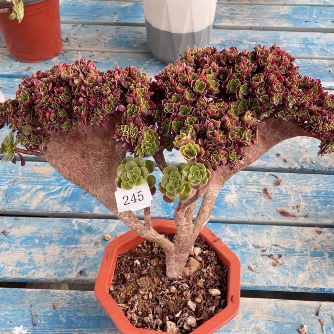 爱***肉245号欧子法师缀花朵朵