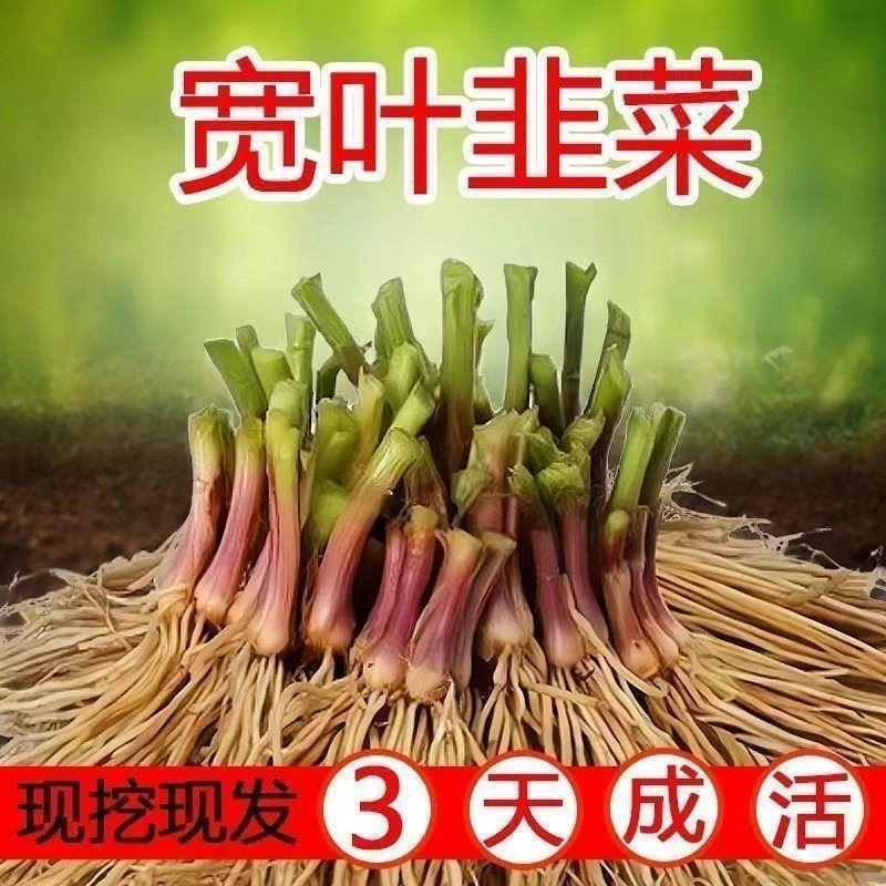 免打药韭菜根新鲜韭菜根宽叶适合新手推荐四季室内阳台宽叶韭菜