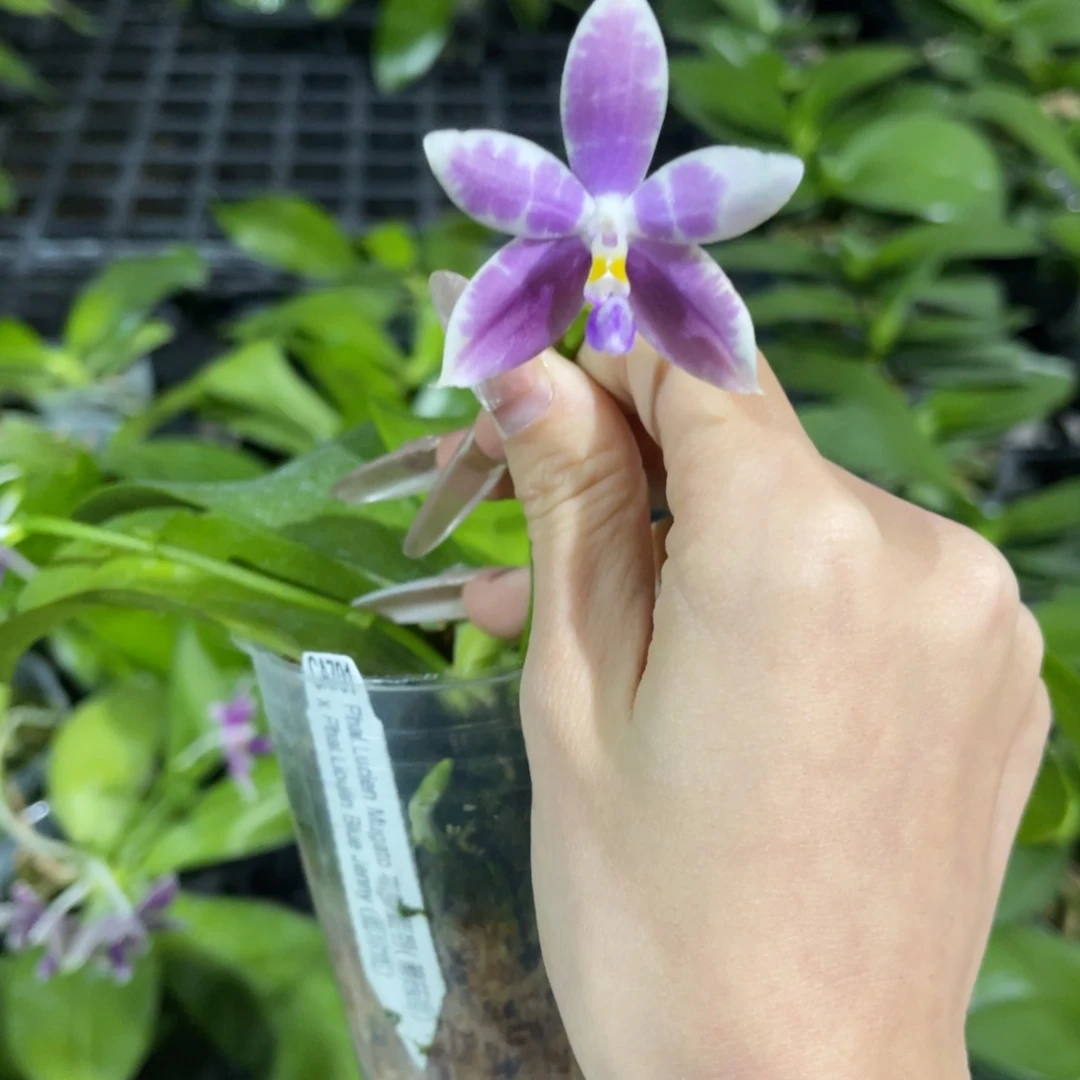 完全开放ca701蝴蝶兰