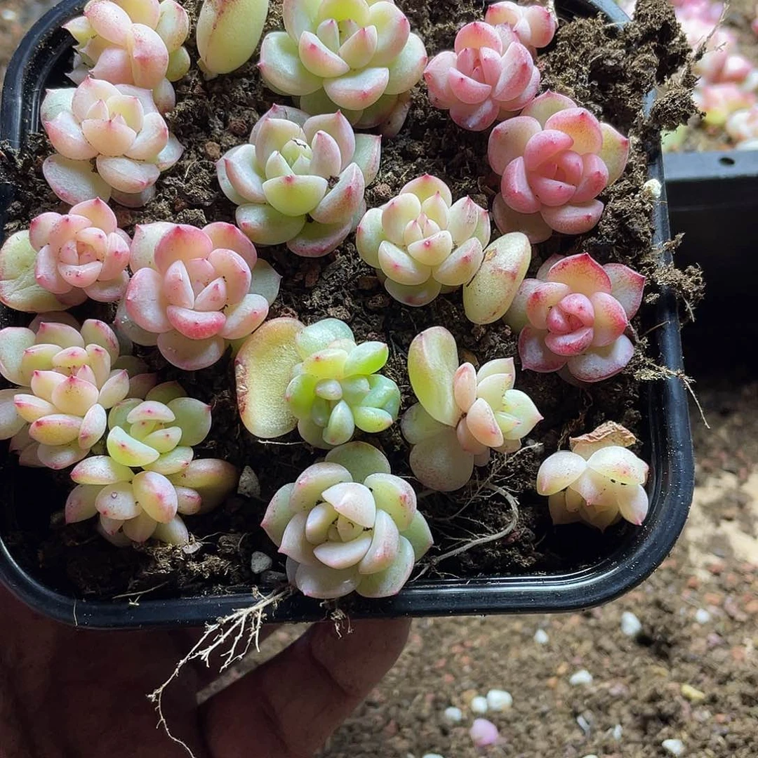 招**喵2s+系列珍妮混一物一拍090