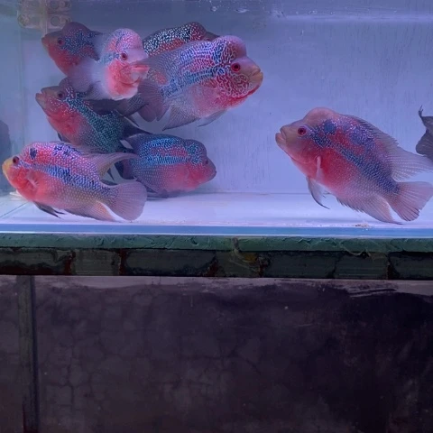 罗汉鱼鸿运罗汉一条aa