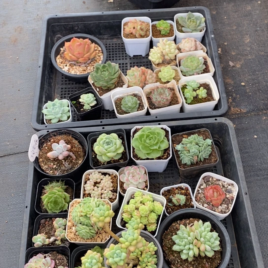 精品多肉一物一拍不包整43