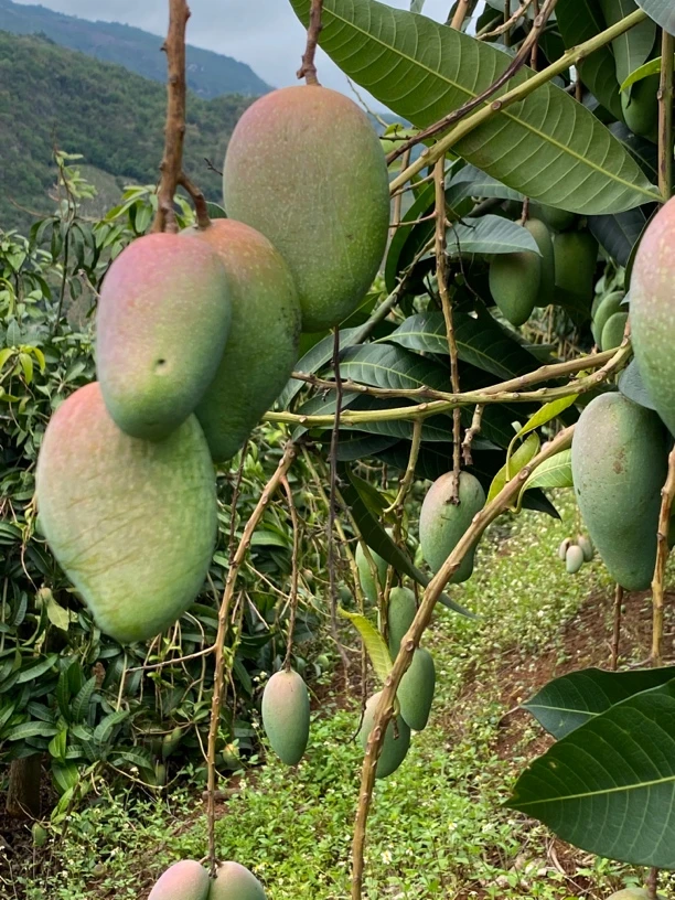 （小丫家）云南树上自然熟翡翠甜芒果新鲜采摘自然熟