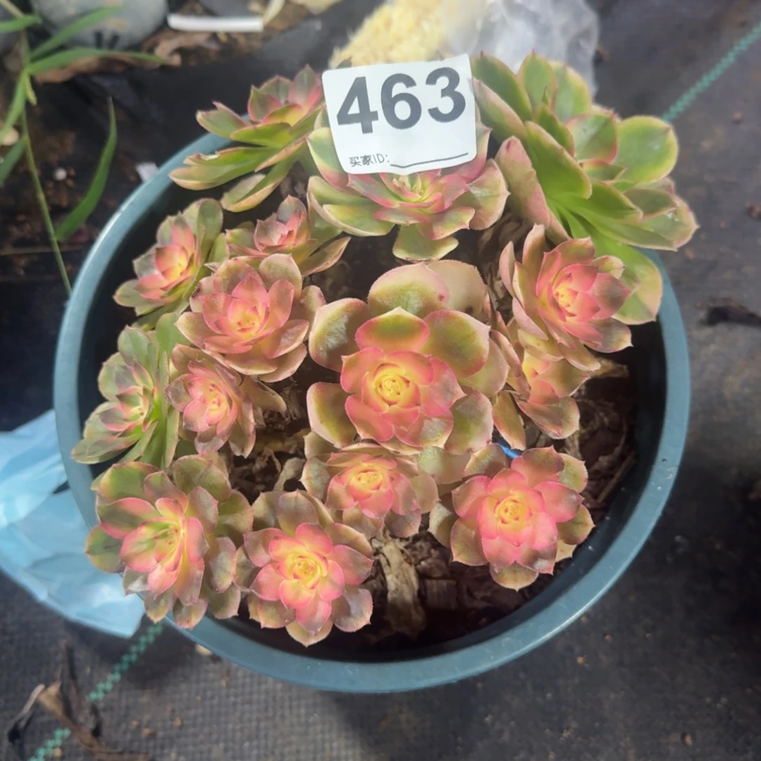 荔枝多肉植物老庄463