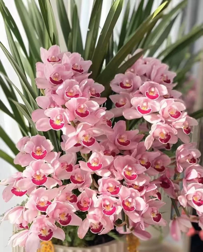 【浪漫樱花】3花开花烂漫粉红色花清香 室内办公室高端桌面盆栽