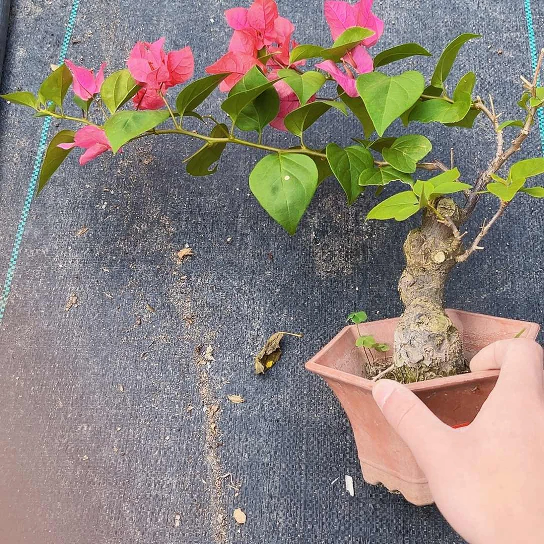 无花朵美*?同安红老桩
