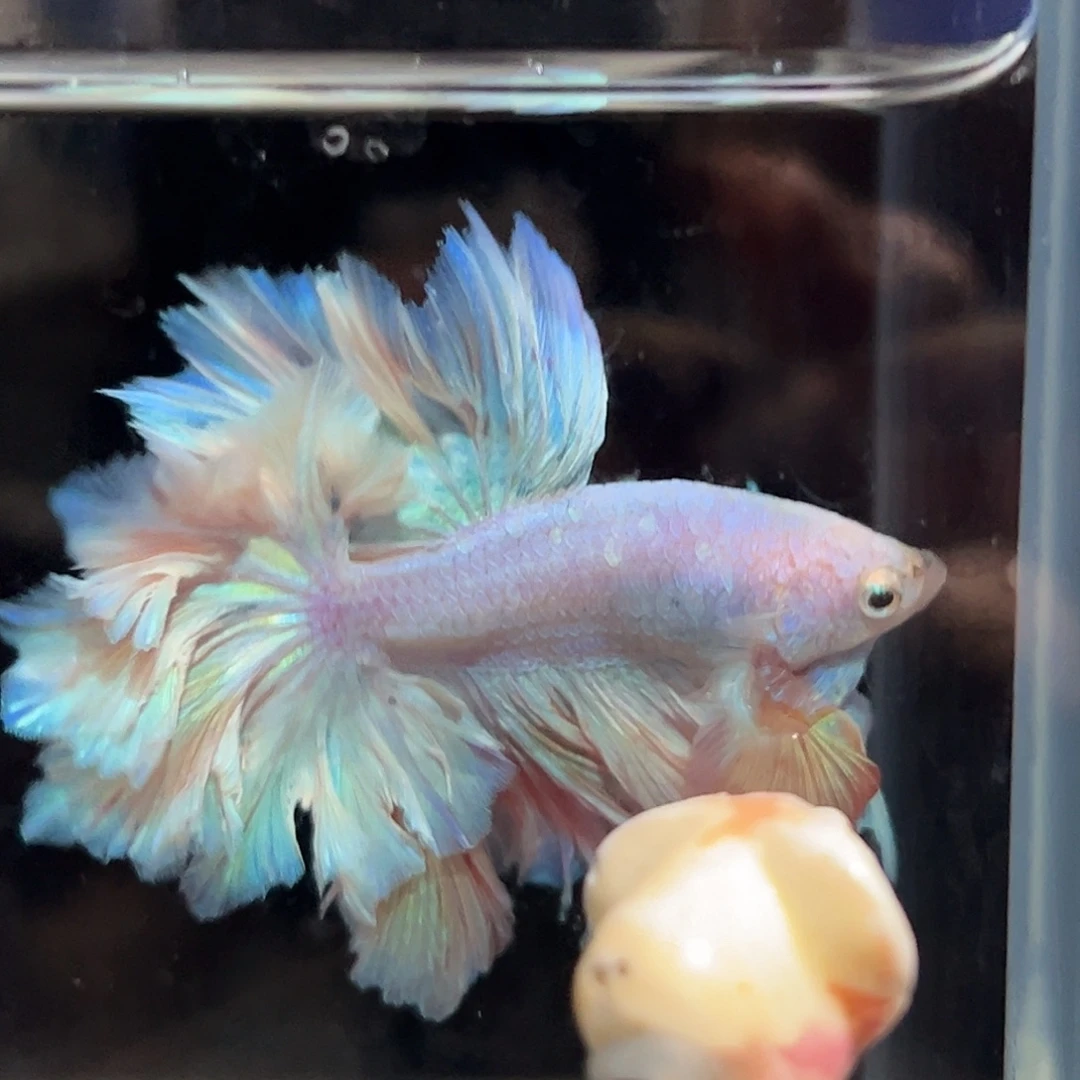 斗鱼22号粉色羽毛好形象