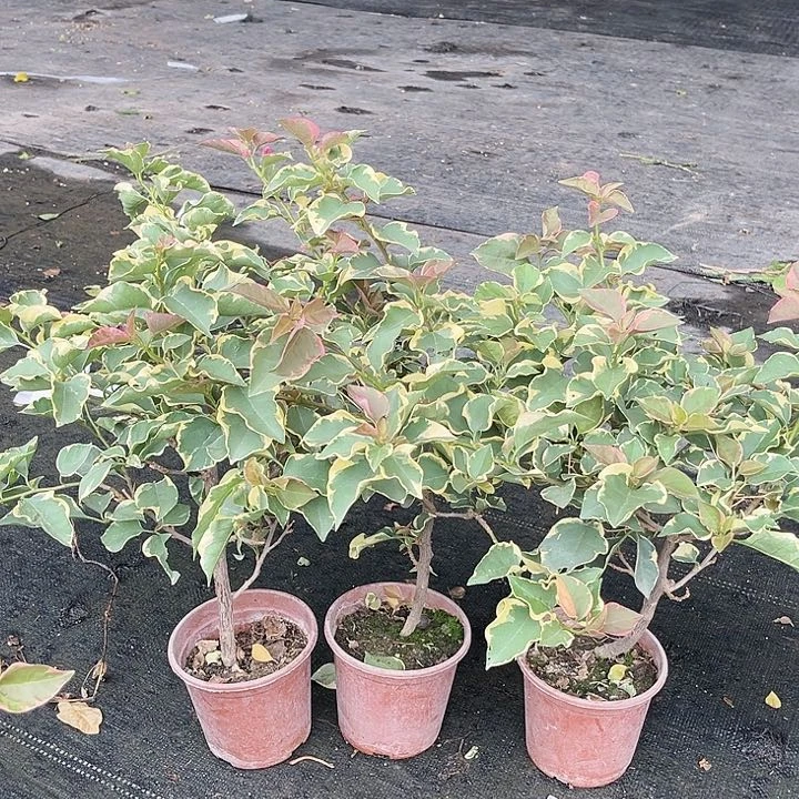 当前无花栽培后可以开花金边蓝月亮掌中宝一颗