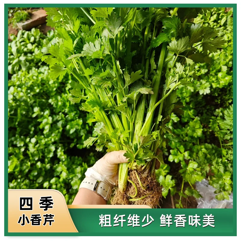 【小香芹】四季小香芹菜种子芹菜种子香味浓郁实心芹菜种