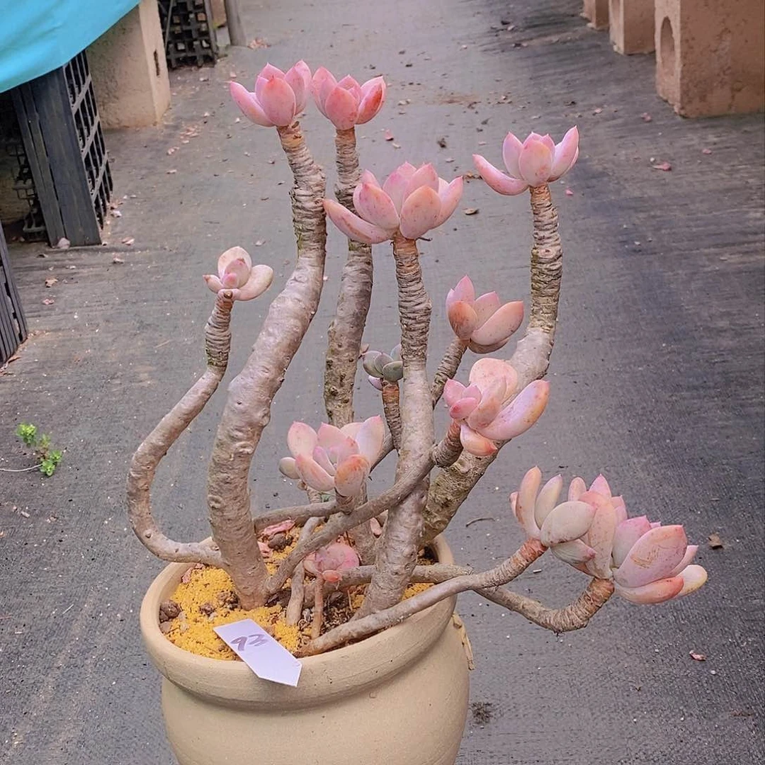 93多肉植物老桩11