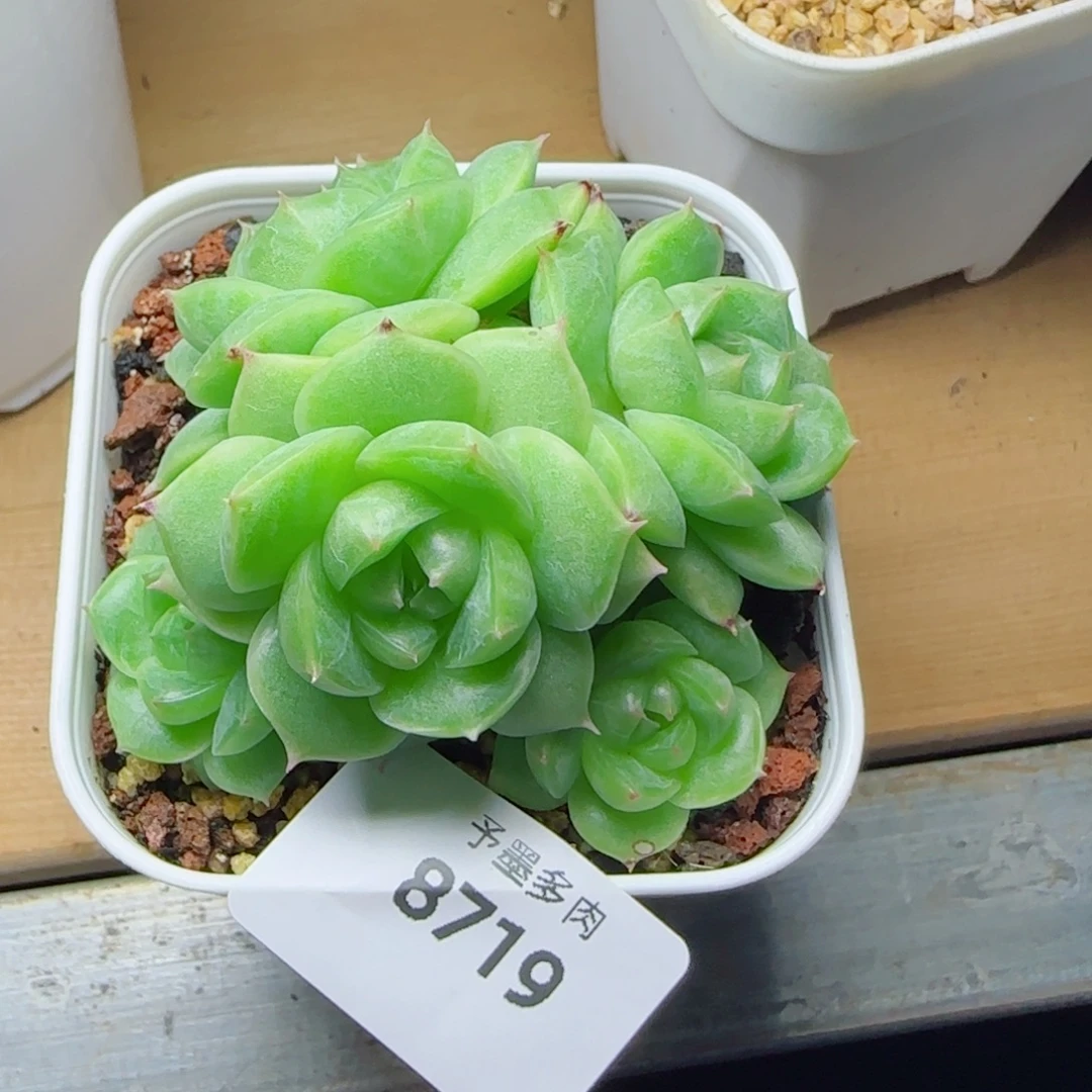 麦秆群，8719带盆发不包整