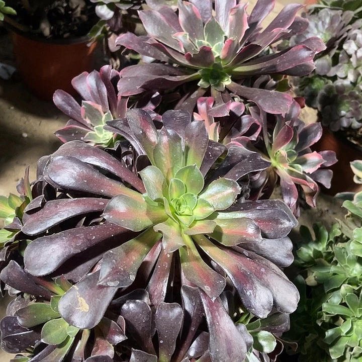 2棵玫瑰玫瑰玫瑰玫瑰
