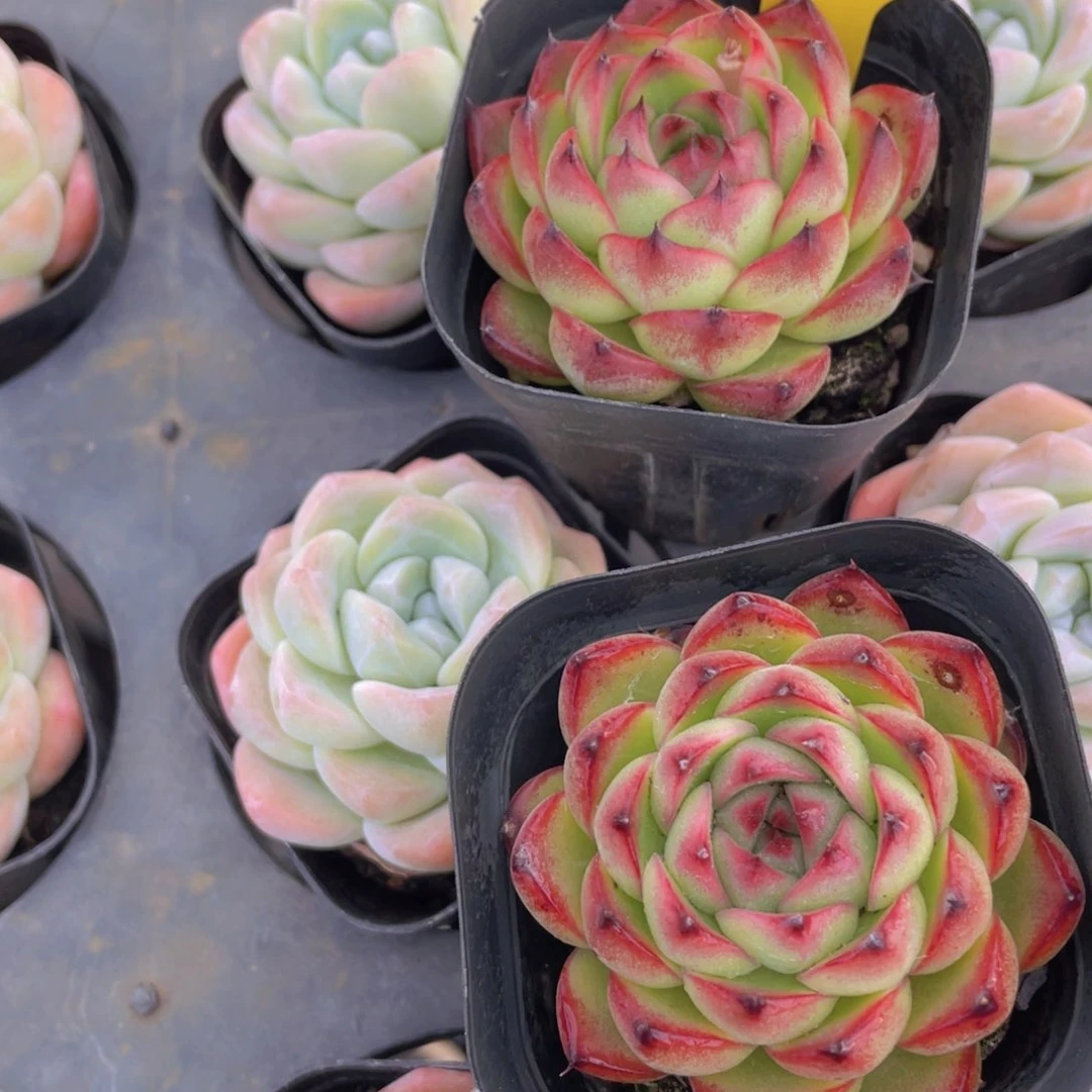 1323号 精品月亮石单头一个