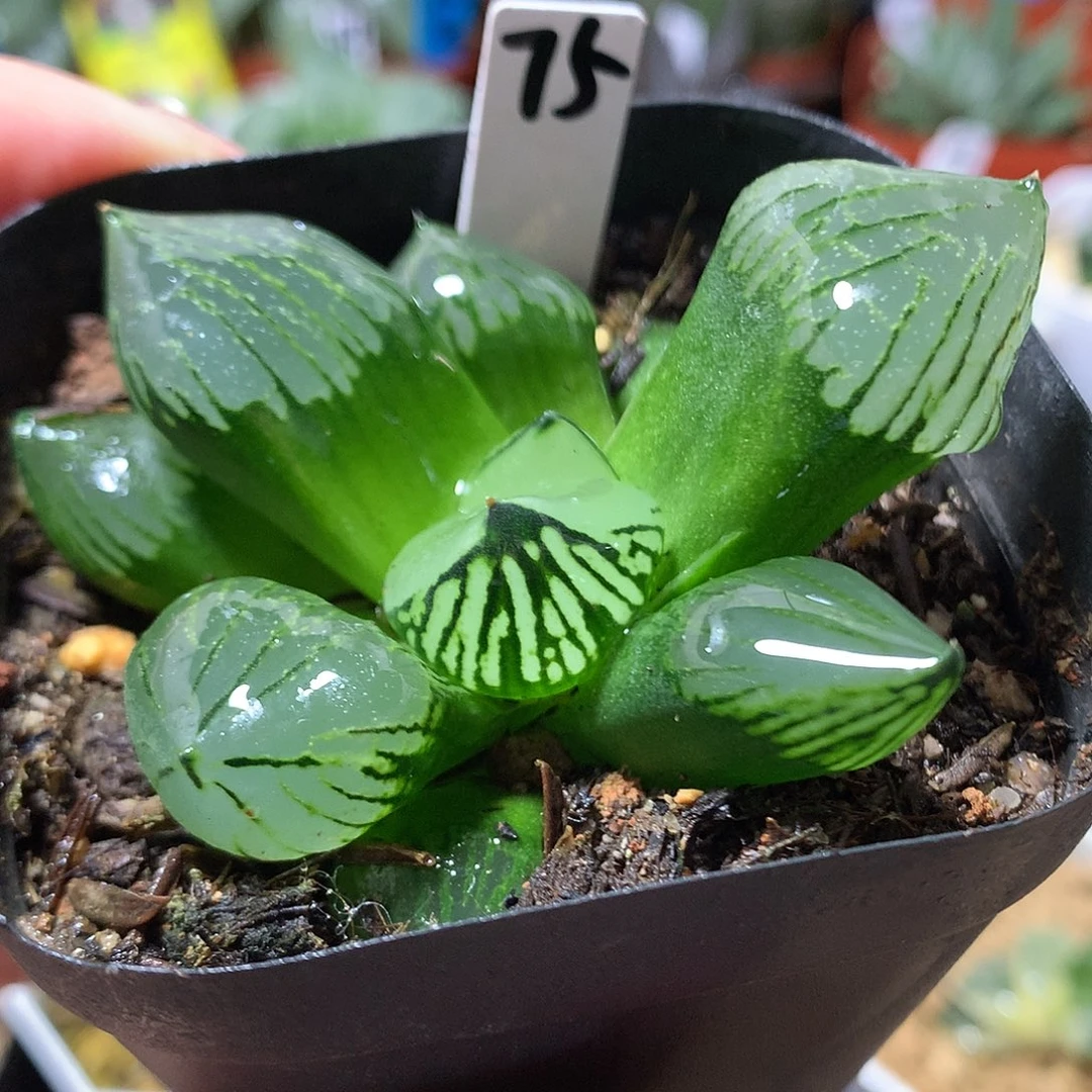 75号魔晶球带盆土