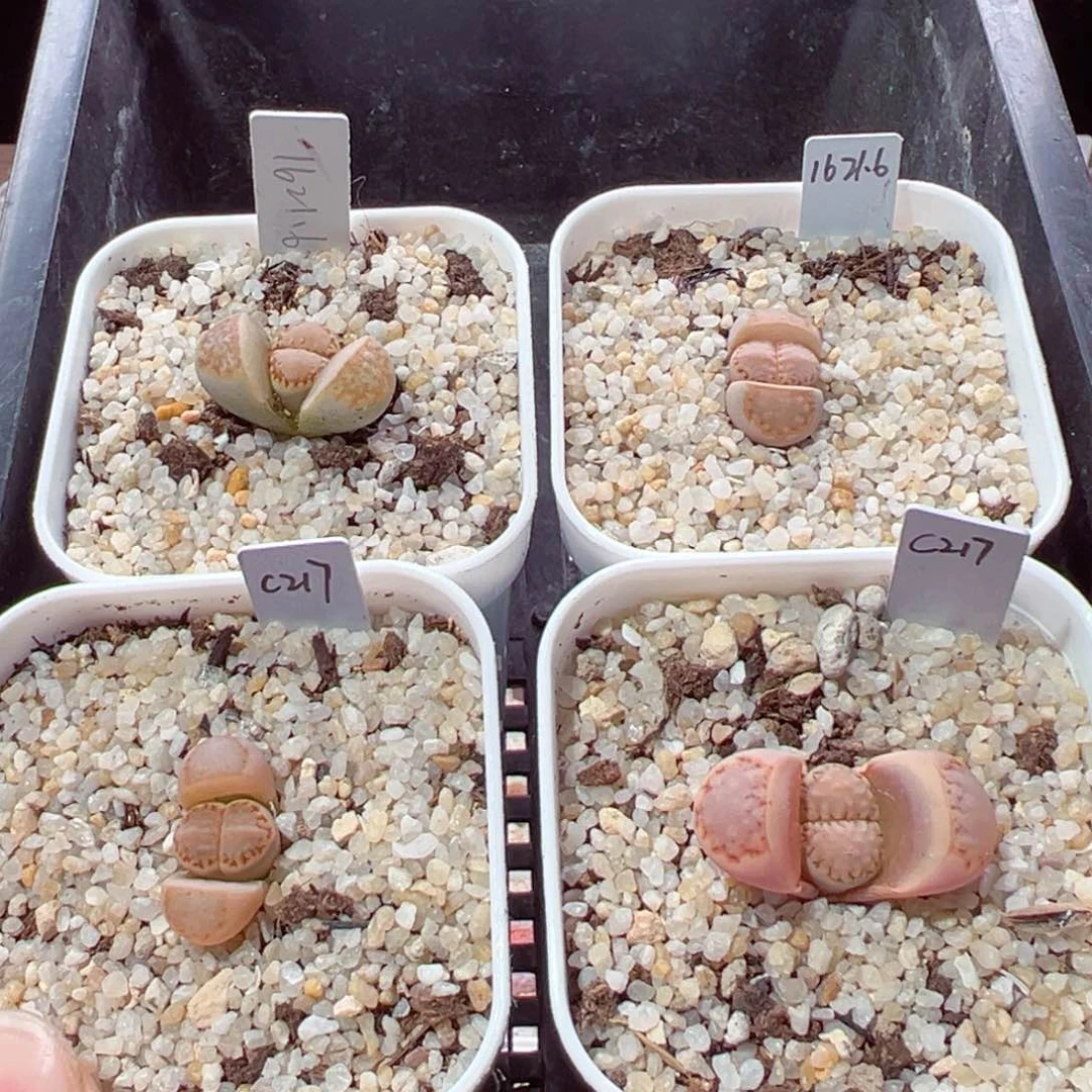 哦***?0204-147.我是真的