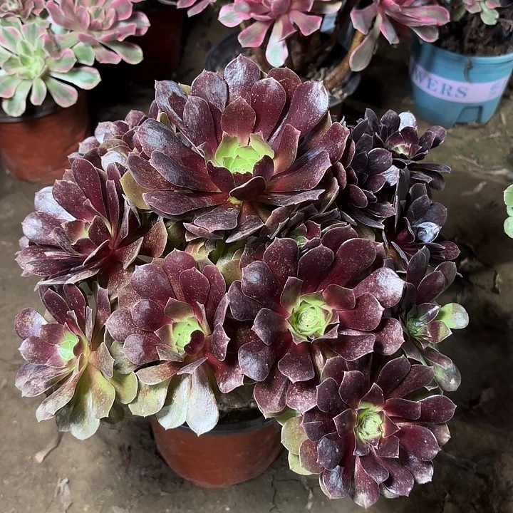 多肉植物法师赤焰莲15