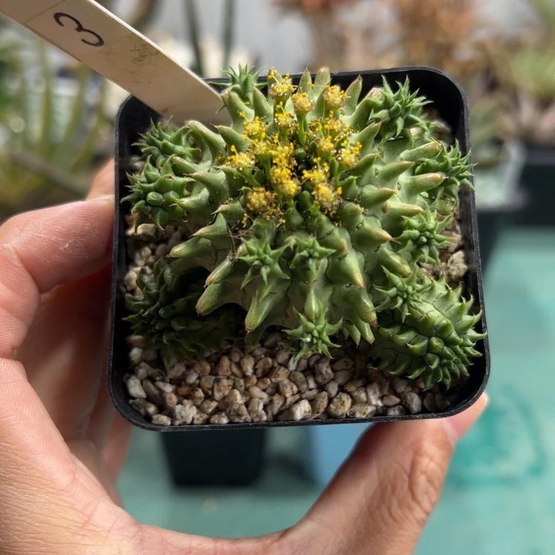 实生海胆大戟 脱土发货多肉