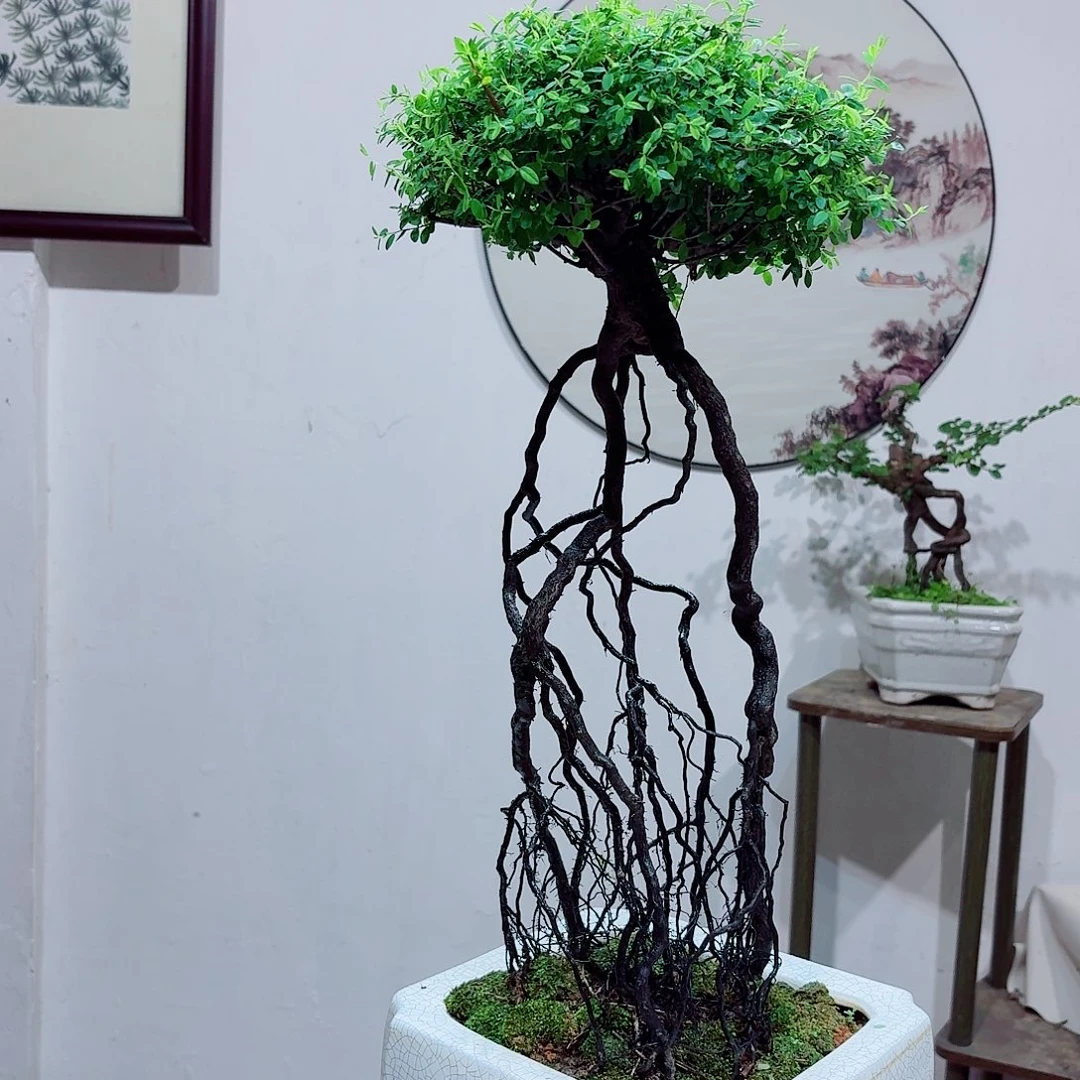 当前无花栽培后可以开花